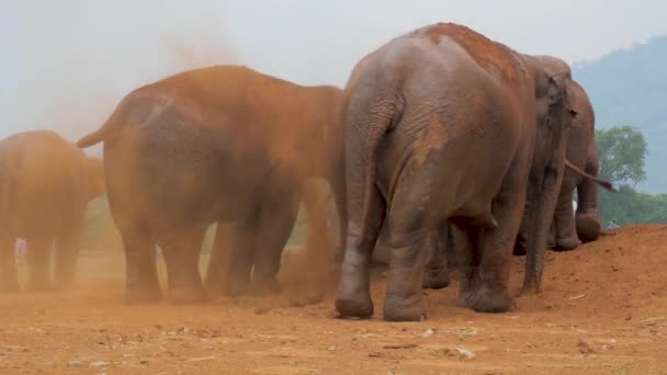 Eléphants Thaïlande Réserve Naturelle Coup Pied Poussière Après Baignade Dans — Video