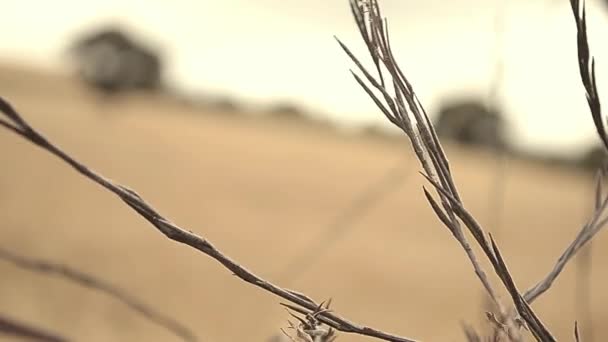在大麦地里刮草 — 图库视频影像