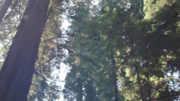 照相机慢慢地掠过红杉树的立柱 当它经过太阳时 镜头闪出 — 图库视频影像