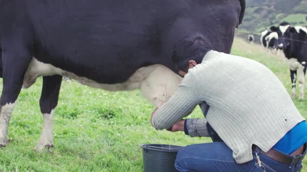 Kuh Aus Nächster Nähe Melken — Stockvideo