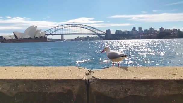 Γλάρος Πόδια Στην Ακτή Sydney Όπερα Στο Παρασκήνιο Αργή Κίνηση — Αρχείο Βίντεο