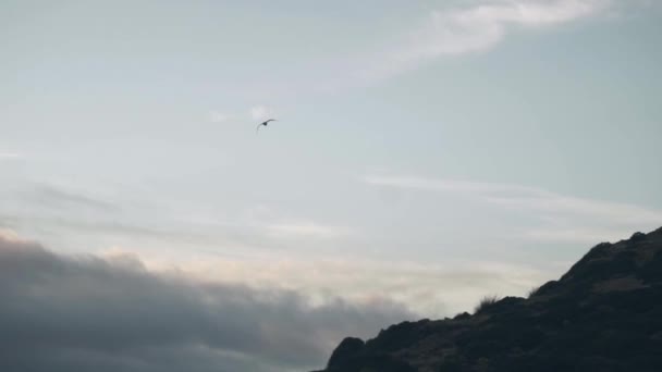 Möwen Fliegen Über Den Himmel Schöne Landschaft Zeitlupe — Stockvideo