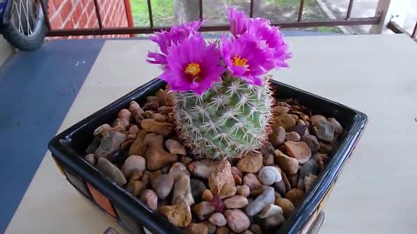 Secondo Lasso Tempo Cactus Che Fiorisce Fiori Rosa Viola — Video Stock