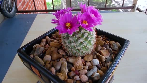 Lapso Tiempo Cactus Con Flores Rosadas Púrpuras Floreciendo — Vídeo de stock