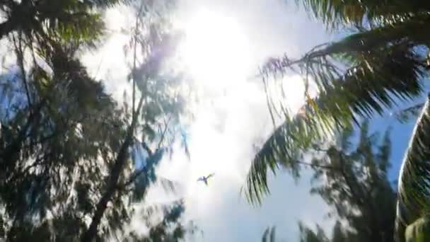 Landschap Van Saipan Natuurlijk Uitzicht — Stockvideo