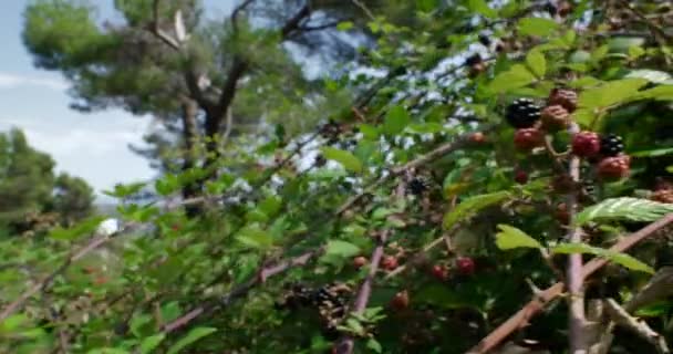 Wildbeeren Auf Einem Schrottplatz — Stockvideo