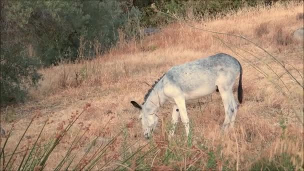 Endülüs Sabah Güneşinde Seyrek Çayır Otuyla Beslenen Gri Bağlı Eşek — Stok video