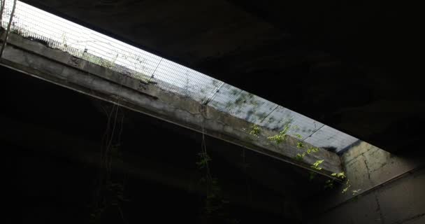 Plants Growing Tunnel — Stock Video