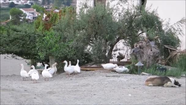 Gaggle Geese Sleeping Dog Andalusian Farmyard Setting Olive Lemon Trees — Stock Video