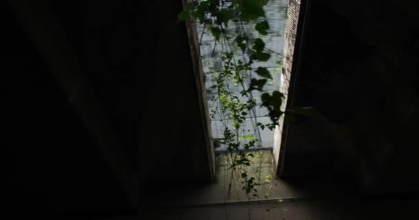 Bir Işık Demeti Ile Tünelin Içinde Büyüyen Bitkiler — Stok video