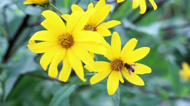 Primer Plano Abeja Girasol Alcachofa Topinambur — Vídeos de Stock