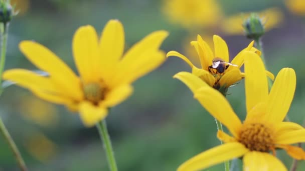 Nahaufnahme Einer Biene Auf Topinambur Artischocke Sonnenblume — Stockvideo
