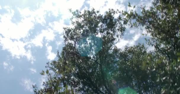 Wędrować Patrząc Niebo Trhough Drzew — Wideo stockowe
