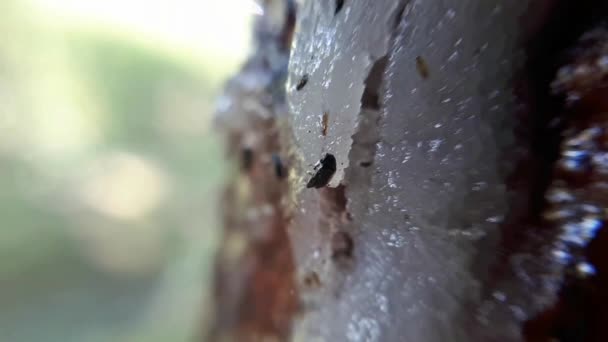 Insekten Gefangen Einem Harz Auf Einem Baum — Stockvideo