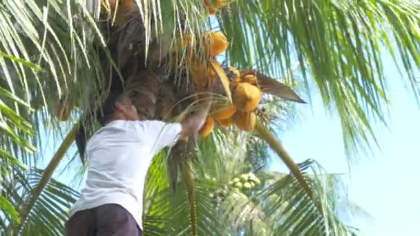 Homem Coleta Cocos Nas Filipinas — Vídeo de Stock
