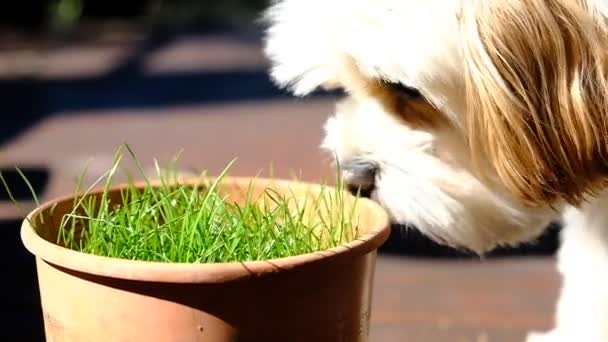 Μικρό Σκυλί Μυρίζει Φρέσκο Χορτάρι Μια Γλάστρα — Αρχείο Βίντεο