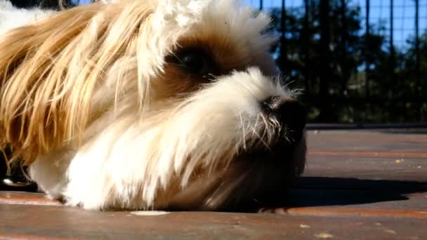 Extrémní Detailní Záběr Malého Čistokrevného Psa Odpočívajícího — Stock video