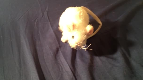 Ratón Peluche Blanco Con Bigotes Una Sábana Azul Oscuro Mirando — Vídeo de stock