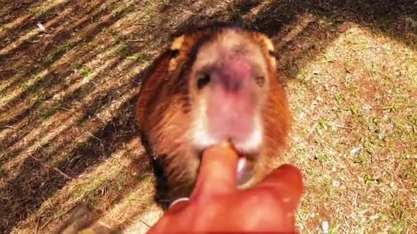 Schattige Baby Capybarra Likken Een Vinger — Stockvideo