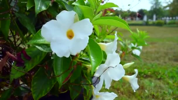 Witte Bloemen Gaan Weg — Stockvideo