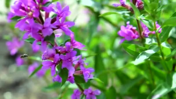 Fioletowe Kwiaty Wiejący Wiatr — Wideo stockowe