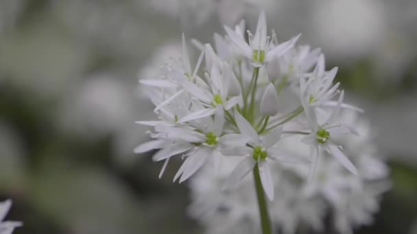 Közelkép Virágok Között Mozgó Vadon Termő Fokhagymáról Lassú Mozgás — Stock videók