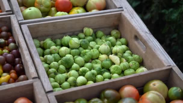 Closeup Tomatillos Freshly Picked Sorted — Stock Video