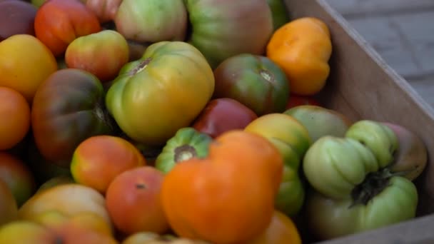 Panning Attraverso Primi Piani Pomodori Cimelio Appena Raccolti Casse — Video Stock