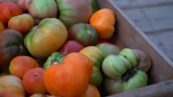Closeup Heirloom Tomatoes Freshly Picked Crates — Stock Video