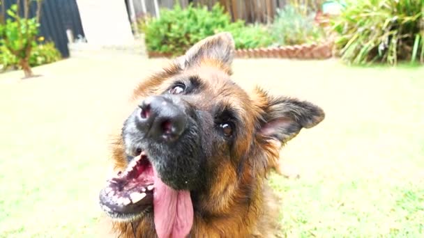 Oyuncu Alman Çoban Köpeği Arka Bahçede Başını Eğiyor — Stok video