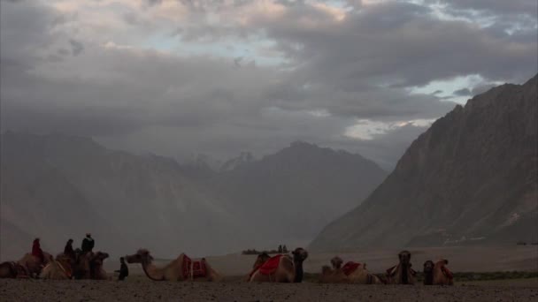 印度拉达克努布拉谷下沙丘上的培根骆驼的时光飞逝 — 图库视频影像