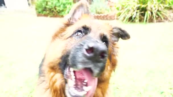 Akıllı Alman Çoban Köpeği Başı Eğik — Stok video