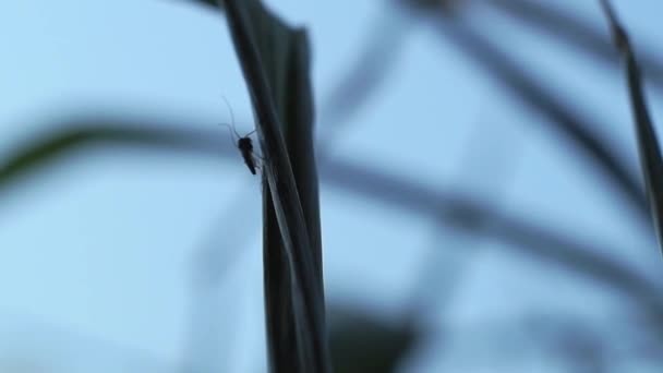 Schöne Makroaufnahme Eines Käfers Der Einen Halm Hochkriecht Schöne Schärfentiefe — Stockvideo