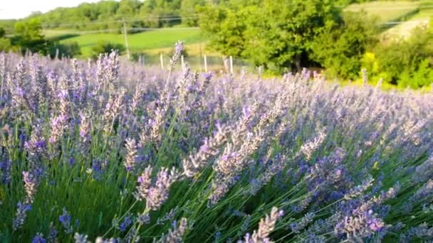 Vacker Lavendel Grönt Fält — Stockvideo