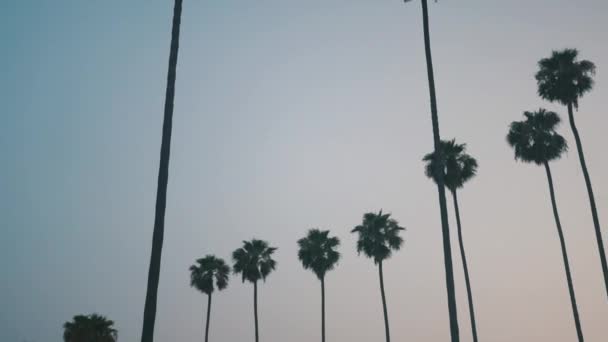 Los Angeles Trees Sepanjang Jalan Hollywood Boulevard — Stok Video