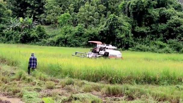 Raccolta Riso Con Mietitrebbia Harveter Chiang Rai Thailandia Settentrionale — Video Stock