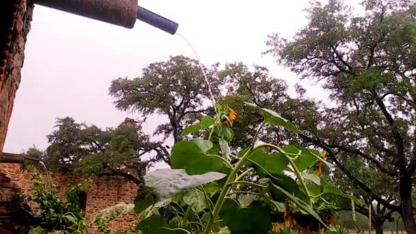 Yağmurlu Bir Günde Yağmur Suları Bir Oluktan Bir Güneş Çiçeğine — Stok video