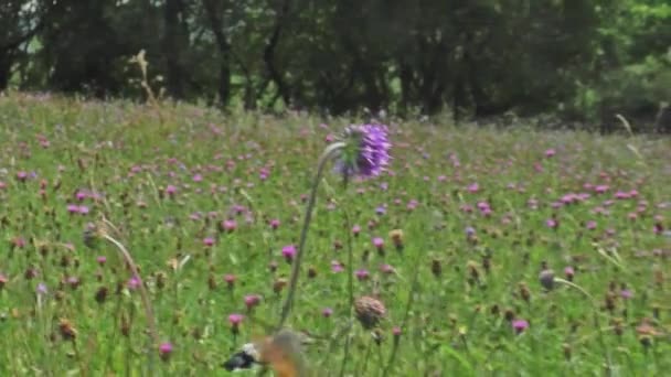 野生の花のナップウィードでのハチドリの鷹蛾の給餌アウギル牧草地自然保護区の牧草地カンブリア英国 — ストック動画