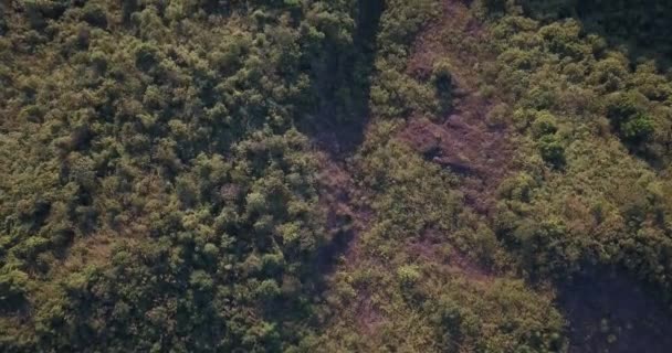飞越厄瓜多尔安第斯地区布满森林和树木的山脉 这一枪直射到树上 — 图库视频影像