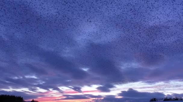 Starling Mord Mot Solnedgången Vid Tarn Sike Naturreservat Cumbria Storbritannien — Stockvideo