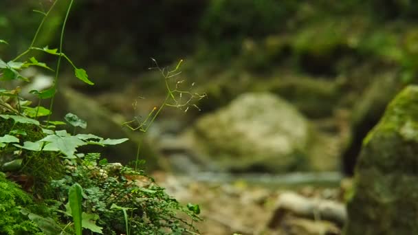 Waterval Het Bos — Stockvideo