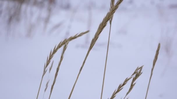 蒙大拿州一场暴风雪中的草地在风中飘扬 — 图库视频影像