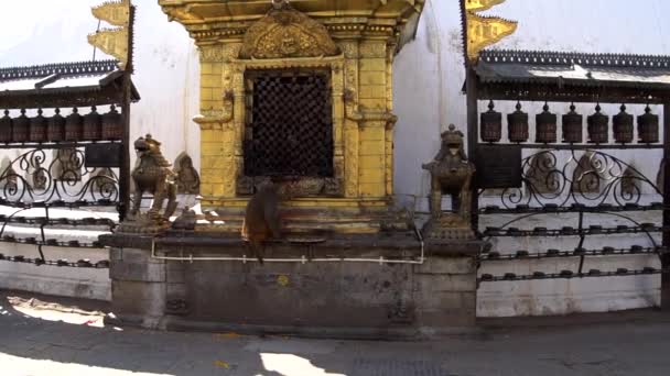 Monkey Playing Old Temple Visitor Walks Nepal Editorial — Stock Video