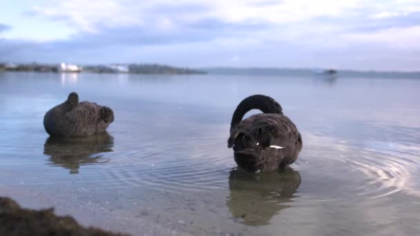 Hög Hastighet Långsam Rörelse Gäss Vattnet — Stockvideo