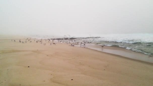 霧の多いカラフルな日の出の間に岩の桟橋で波がクラッシュします — ストック動画