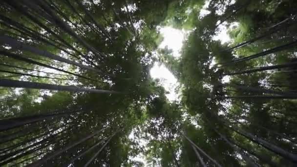 Пан Вниз Бамбуковых Лесов Японии — стоковое видео