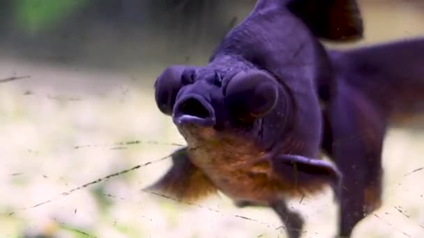 Mój Czarny Chiński Złoty Rybka Pływa Jego Zbiorniku — Wideo stockowe