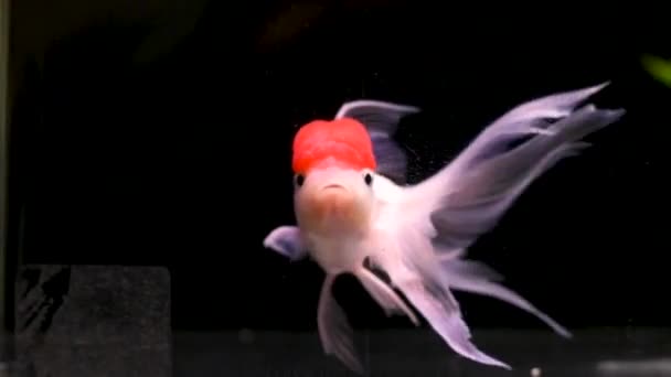 黒水族館で泳ぐ白中国の金魚 — ストック動画
