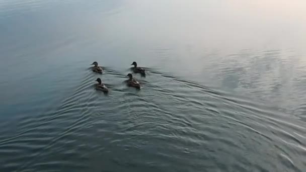 Ganso Canadense Nadando Rio — Vídeo de Stock