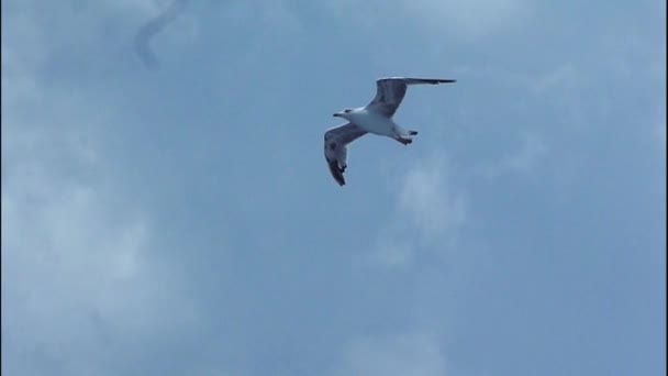 海鸥在空中飞翔 — 图库视频影像